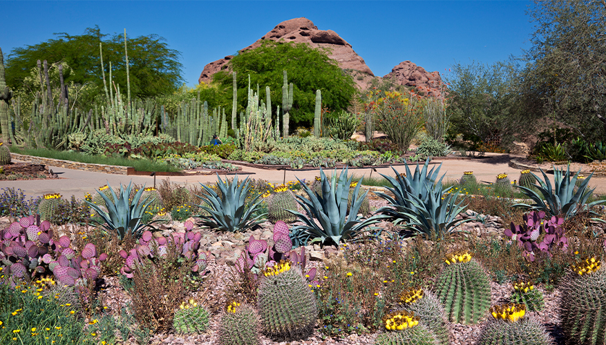 Desert Botanical Garden